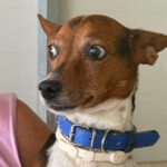 Terrier Mischling Leo, 10/2018, ca. 35 cm
