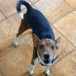 Terrier Mischling Leo, 10/2018, ca. 35 cm