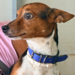 Terrier Mischling Leo, 10/2018, ca. 35 cm
