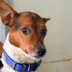 Terrier Mischling Leo, 10/2018, ca. 35 cm
