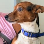 Terrier Mischling Leo, 10/2018, ca. 35 cm