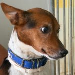 Terrier Mischling Leo, 10/2018, ca. 35 cm