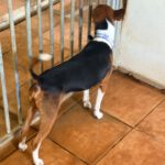 Terrier Mischling Leo, 10/2018, ca. 35 cm