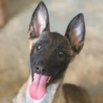 Malinois Mischling Licka, 04/2026, Endgröße ca. 50- 60 cm