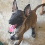 Malinois Mischling Licka, 04/2026, Endgröße ca. 50- 60 cm