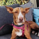 Podenco Linda, 02/2019, ca. 40 cm, 01796 Pirna