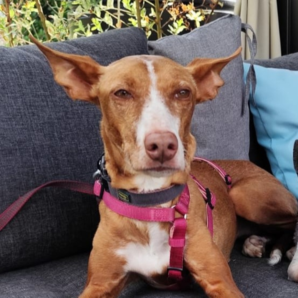 Podenco Linda, 02/2019, ca. 40 cm, 01796 Pirna