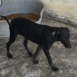 Podenco Collie Mischling Lisa, 03/2026, Endgröße ca. 55 cm