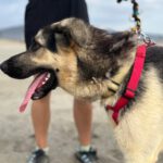 Schäferhund Mastin Mischling Logan, 06/2025, ca. 65 cm
