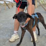 Labrador Mischling Lola-Mora, 01/2017, ca. 50 cm