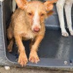 Podenco Maneto Lorna, 11/2025, Endgröße ca. 35 cm