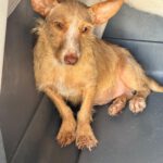 Podenco Maneto Lorna, 11/2025, Endgröße ca. 35 cm