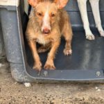 Podenco Maneto Lorna, 11/2025, Endgröße ca. 35 cm