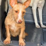 Podenco Maneto Lorna, 11/2025, Endgröße ca. 35 cm