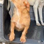 Podenco Maneto Lorna, 11/2025, Endgröße ca. 35 cm