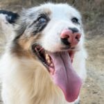 Border Collie Lotto, 03/2024, ca. 52 cm