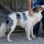 Border Collie Lotto, 03/2024, ca. 52 cm