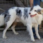 Border Collie Lotto, 03/2024, ca. 52 cm
