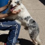 Border Collie Lotto, 03/2024, ca. 52 cm