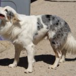 Border Collie Lotto, 03/2024, ca. 52 cm