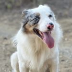 Border Collie Lotto, 03/2024, ca. 52 cm