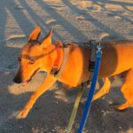 Podenco Lucas, 08/2022, ca. 50 cm