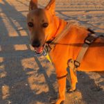 Podenco Lucas, 08/2022, ca. 50 cm