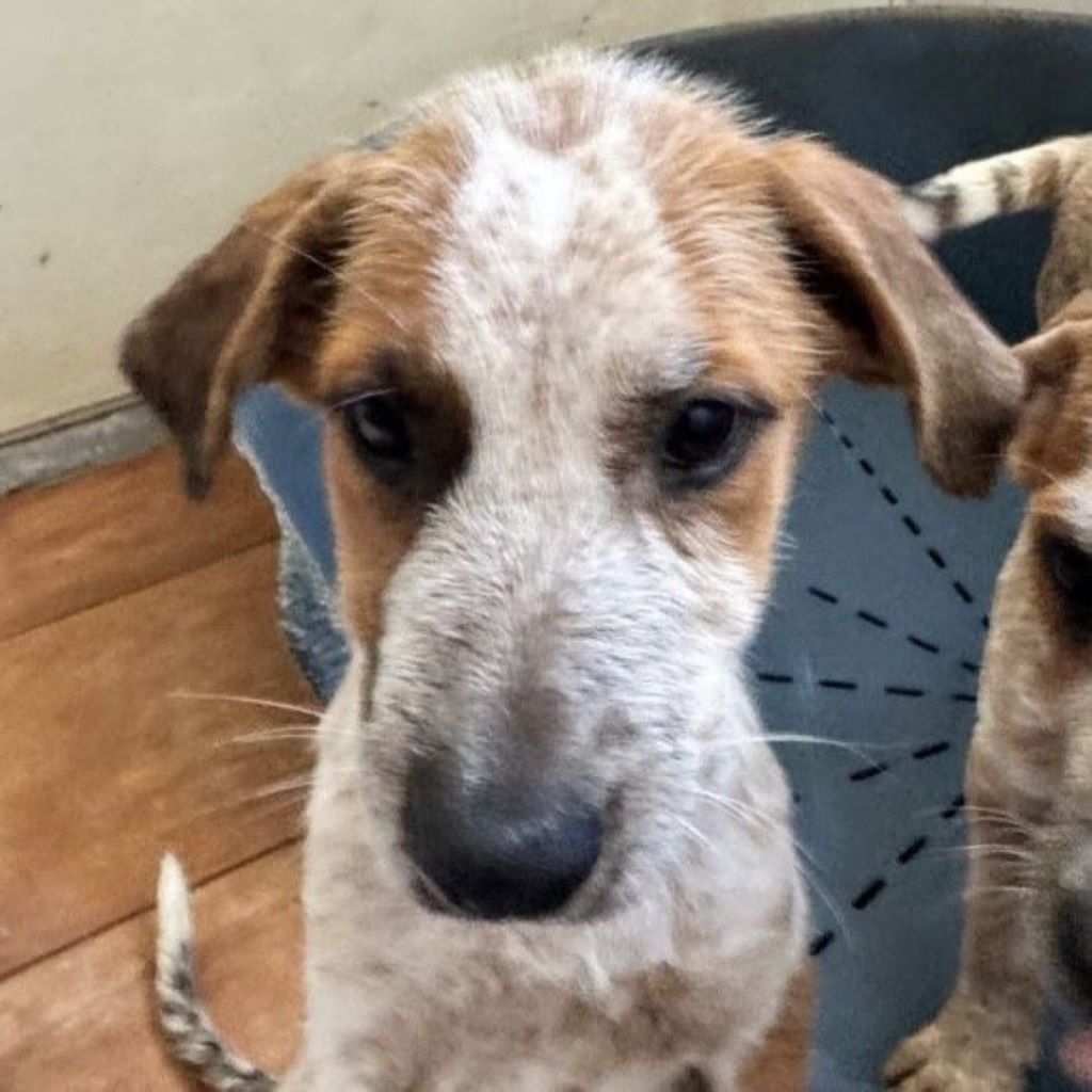 Mischling Luisa, 04/2026, Endgröße ca. 50 cm