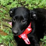 Mischling Luna, 04/2026, ca. 55 cm