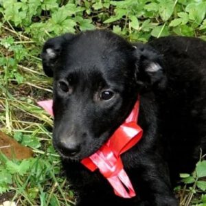 Mischling Luna, 04/2026, ca. 55 cm