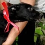 Mischling Luna, 04/2026, ca. 55 cm