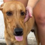 Podenco Madrid, 01/2026, Endgröße ca. 40 cm