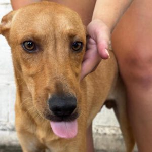 Podenco Madrid, 01/2026, Endgröße ca. 40 cm