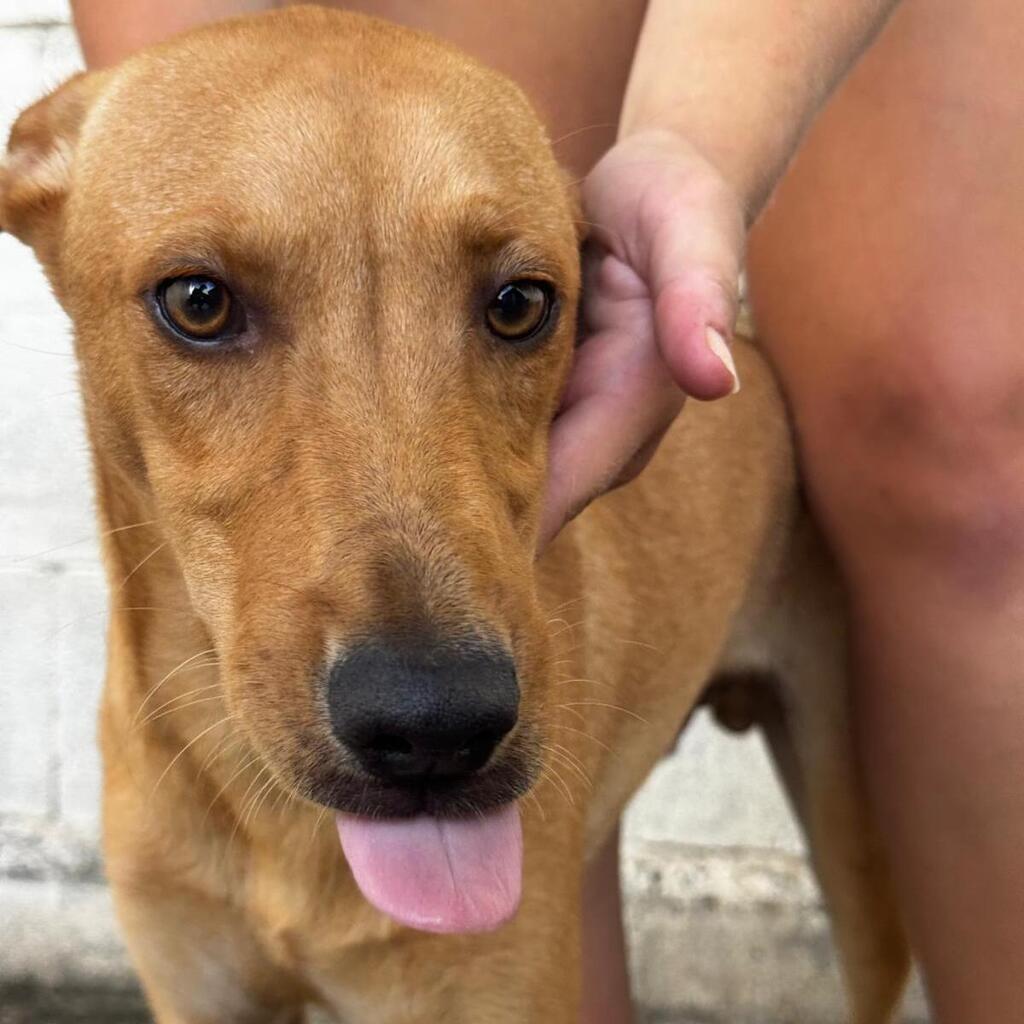 Podenco Madrid, 01/2026, Endgröße ca. 40 cm