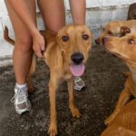 Podenco Madrid, 01/2026, Endgröße ca. 40 cm