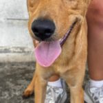 Podenco Madrid, 01/2026, Endgröße ca. 40 cm