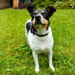 Bodeguero (Mischling?) Maggie, 03/2023, ca. 35 cm,24211 Sophienhof