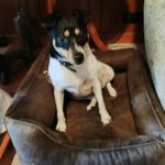 Bodeguero (Mischling?) Maggie, 03/2023, ca. 35 cm,24211 Sophienhof