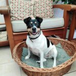 Bodeguero (Mischling?) Maggie, 03/2023, ca. 35 cm,24211 Sophienhof