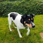 Bodeguero (Mischling?) Maggie, 03/2023, ca. 35 cm,24211 Sophienhof