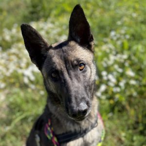 Malinois Mischling Maggy, 03/2023, ca. 58 cm