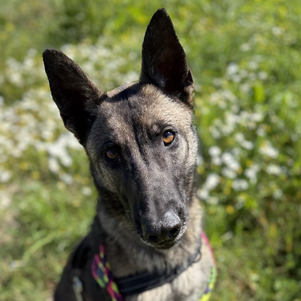 Malinois Mischling Maggy, 03/2023, ca. 58 cm