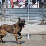 Malinois Mischling Maggy, 03/2023, ca. 58 cm