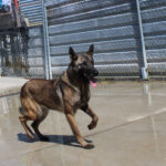 Malinois Mischling Maggy, 03/2023, ca. 58 cm