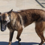 Malinois Mischling Maggy, 03/2023, ca. 58 cm