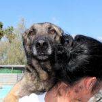 Malinois Mischling Maggy, 03/2023, ca. 58 cm