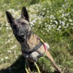 Malinois Mischling Maggy, 03/2023, ca. 58 cm