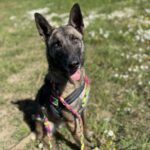 Malinois Mischling Maggy, 03/2023, ca. 58 cm