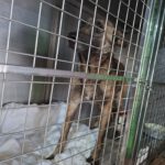 Malinois Mischling Maggy, 03/2023, ca. 58 cm