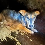 Mischling Magnus, 01/2023, ca. 40 cm